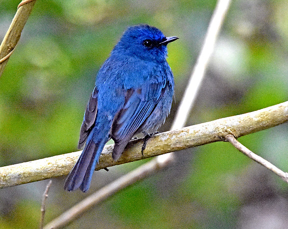 Nilgiri flycatcher, male