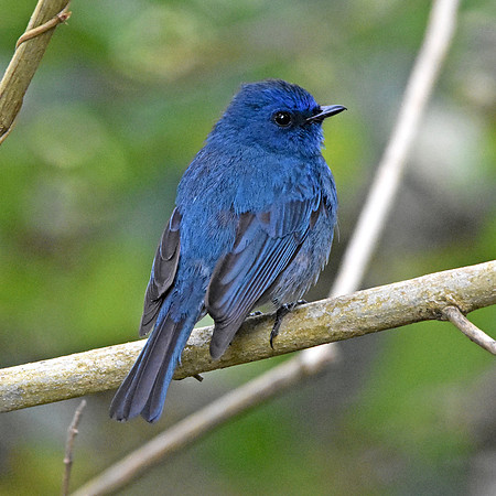 Nilgiri flycatcher, male