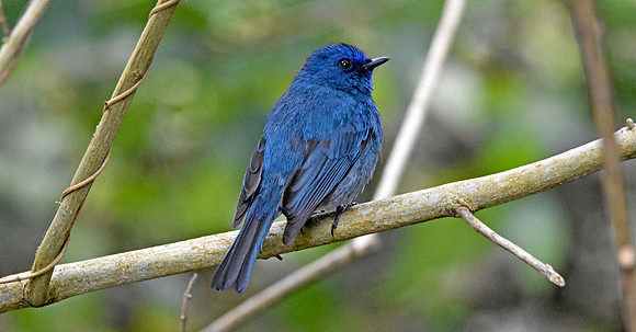 Nilgiri flycatcher, male