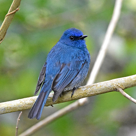Nilgiri flycatcher, male