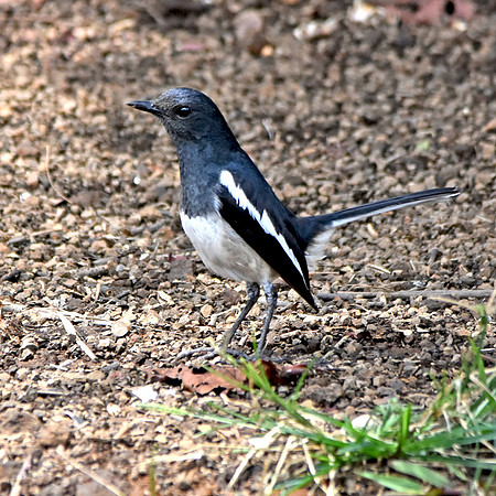 Oriental magpie robin