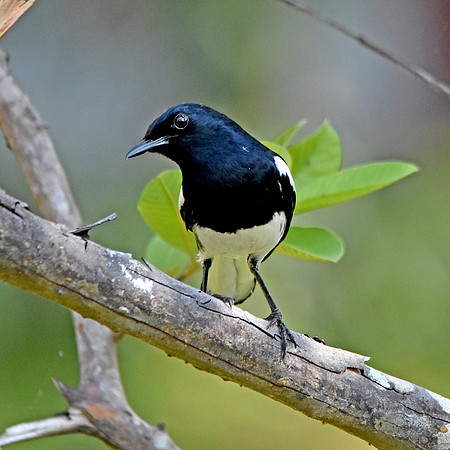 Oriental magpie robin