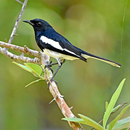 Oriental magpie robin