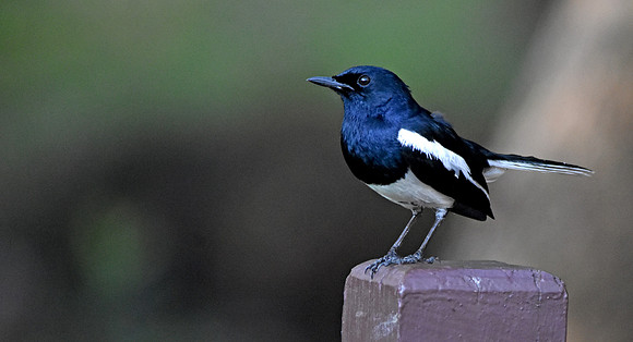 Oriental magpie robin