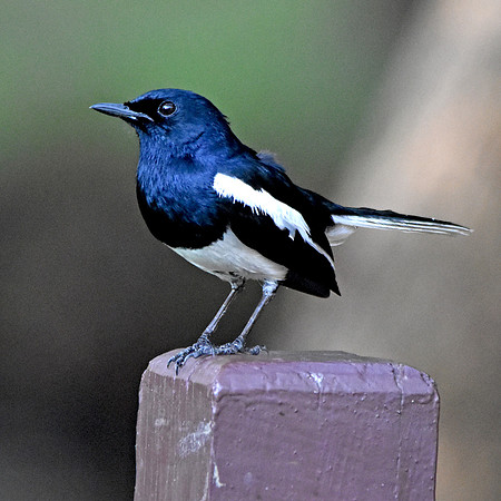 Oriental magpie robin