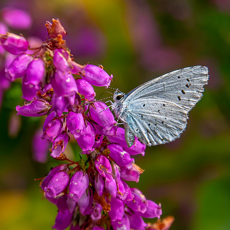 Holly blue