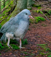 Kagu
