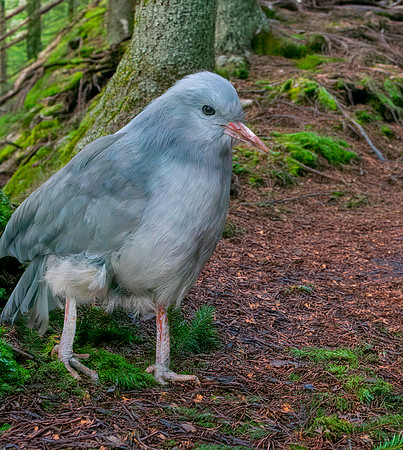 Kagu