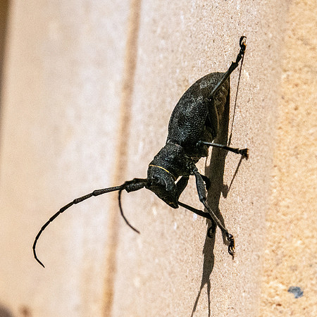 Longhorn beetle