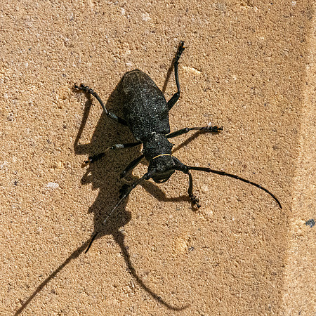 Longhorn beetle