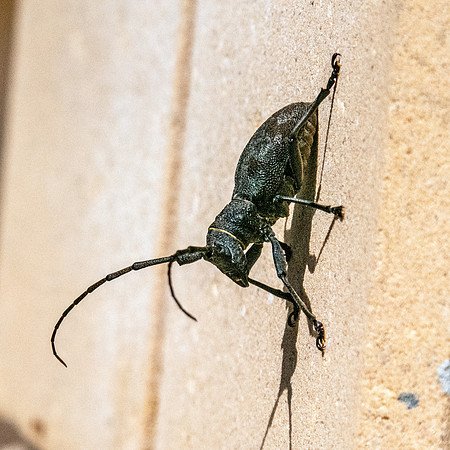 Longhorn beetle