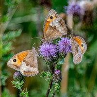 Meadow brown