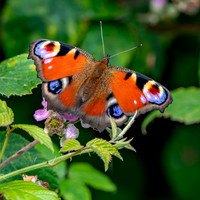 Peacock butterfly