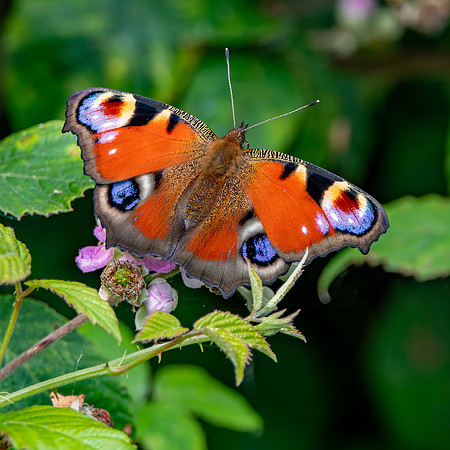 Peacock butterfly