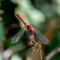 Ruddy darter