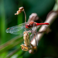 Ruddy darter