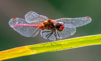 Ruddy darter