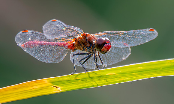Ruddy darter