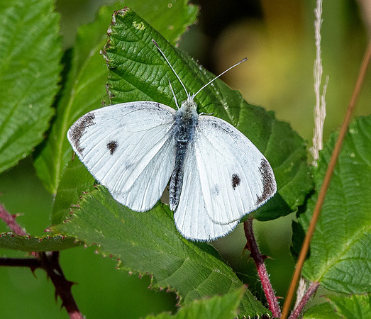 Cabbage White