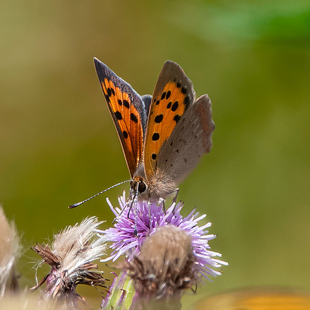 Small copper