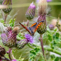 Small copper