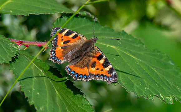 Small tortoiseshell