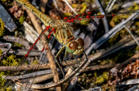Southern darter