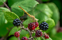 Southern darter