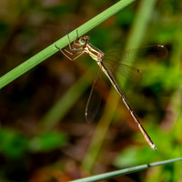 Southern emerald