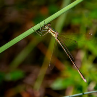 Southern emerald