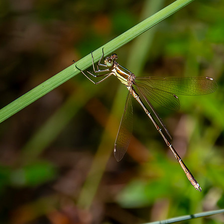 Southern emerald