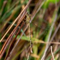 Southern emerald