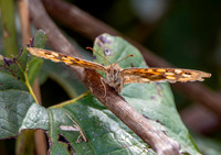 Speckled wood