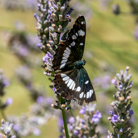 White admiral