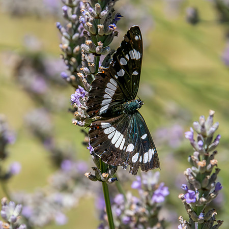 White admiral