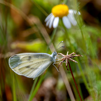 Wood white