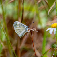 Wood white