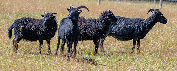 Hebridean sheep