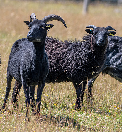Hebridean sheep
