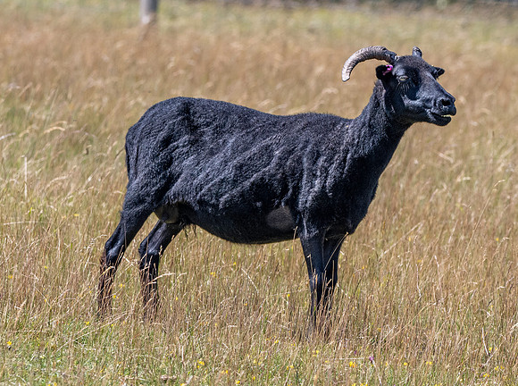 Hebridean sheep
