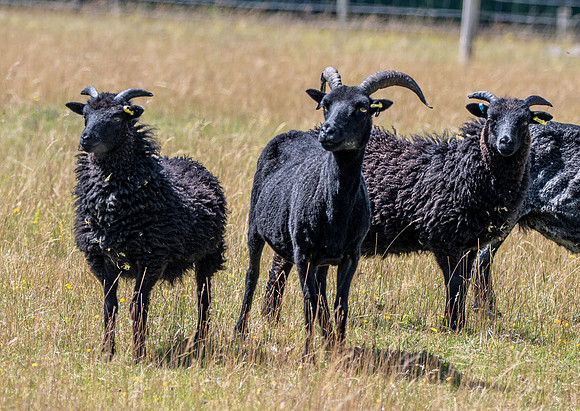 Hebridean sheep