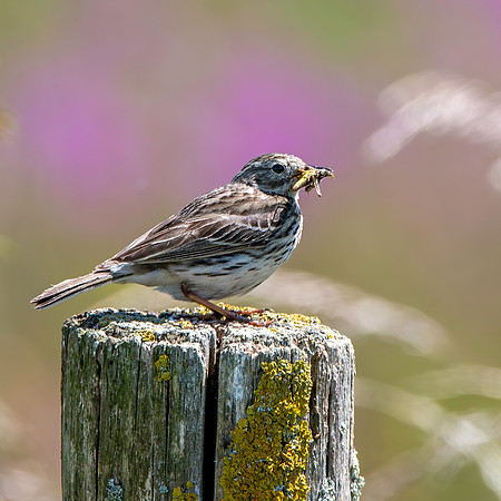 Meadow pipit
