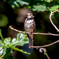 Spotted flycatcher