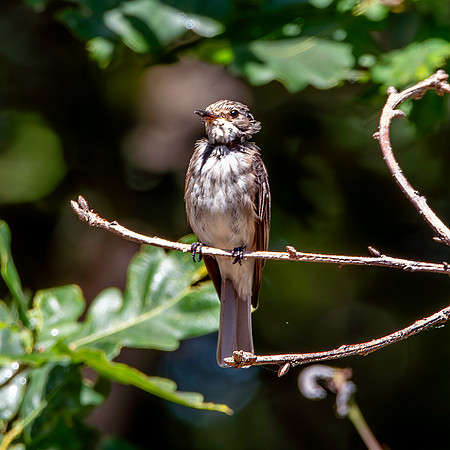 Spotted flycatcher