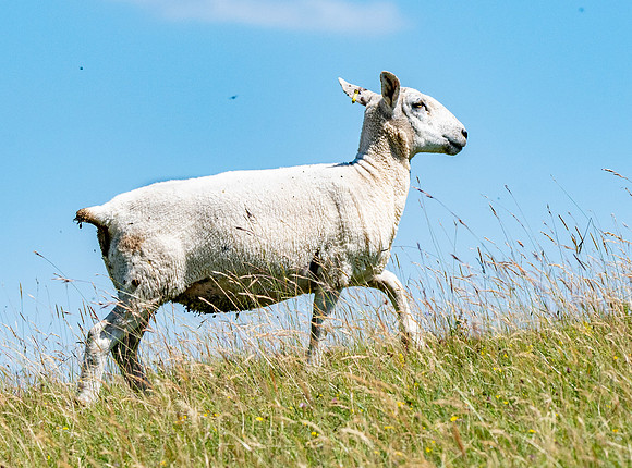 Wiltshire horn sheep