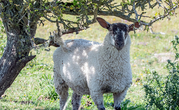 Suffolk sheep