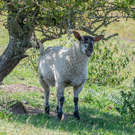 Suffolk sheep