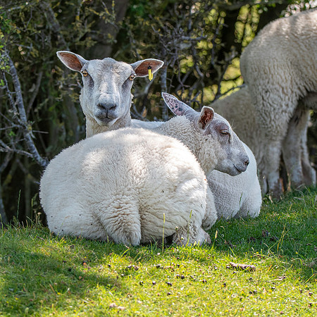 Wiltshire horn sheep