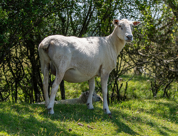 Wiltshire horn sheep