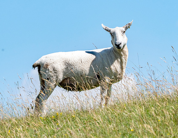 Wiltshire horn sheep